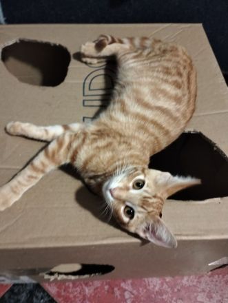 Maggie sucht ihr Für-immer-Zuhause (als Wohnungskatze)