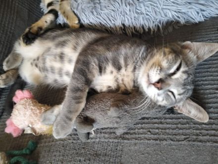Maggie & Orion suchen gemeinsam ihr Für-immer-Zuhause (als Wohnungskatzen)