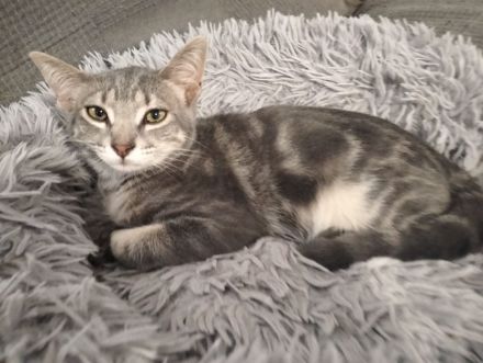 Maggie & Orion suchen gemeinsam ihr Für-immer-Zuhause (als Wohnungskatzen)