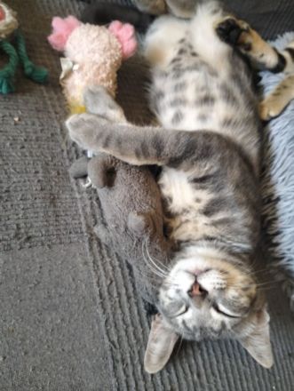 Maggie & Orion suchen gemeinsam ihr Für-immer-Zuhause (als Wohnungskatzen)