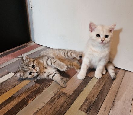 Katzenbabys auszugsbereit
