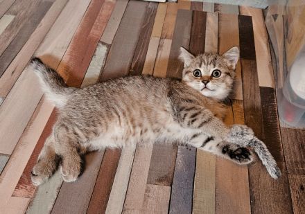 Katzenbabys auszugsbereit