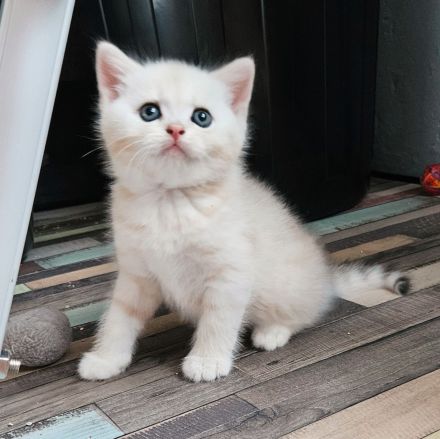 Katzenbabys auszugsbereit