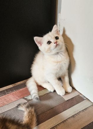 Katzenbabys auszugsbereit