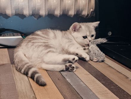 Katzenbabys auszugsbereit