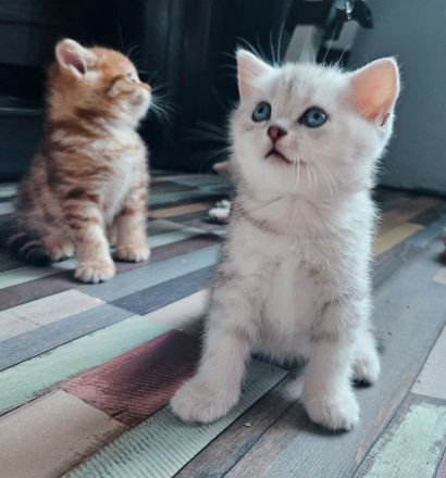 Katzenbabys auszugsbereit