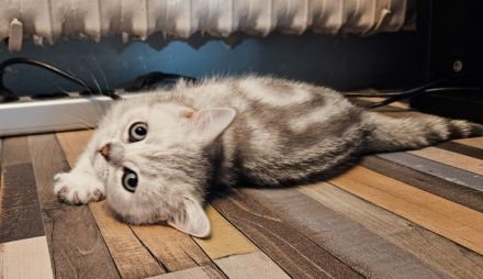 Katzenbabys auszugsbereit