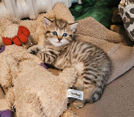 Katzenbabys auszugsbereit