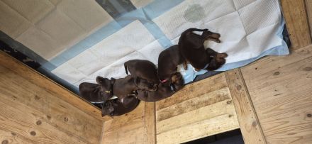 Dobermann-Welpen