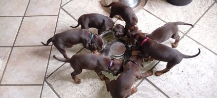 Dobermann-Welpen
