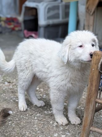 Kenan, geb. ca. 02/2026, in GRIECHENLAND, auf einem Gelände, die Hunde werden notdürftig versorgt