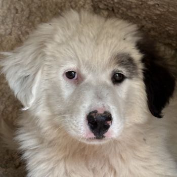Kenan, geb. ca. 02/2026, in GRIECHENLAND, auf einem Gelände, die Hunde werden notdürftig versorgt