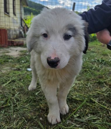 Kenan, geb. ca. 02/2026, in GRIECHENLAND, auf einem Gelände, die Hunde werden notdürftig versorgt
