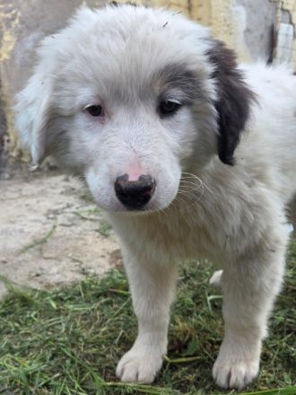 Kenan, geb. ca. 02/2026, in GRIECHENLAND, auf einem Gelände, die Hunde werden notdürftig versorgt