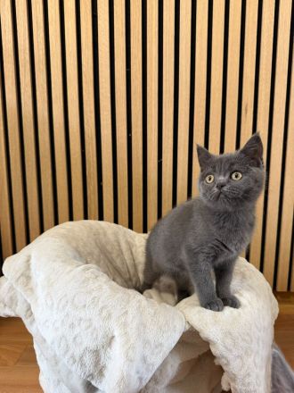BKH Mädchen sucht ihr für immer Zuhause
