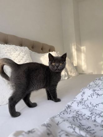 BKH Mädchen sucht ihr für immer Zuhause
