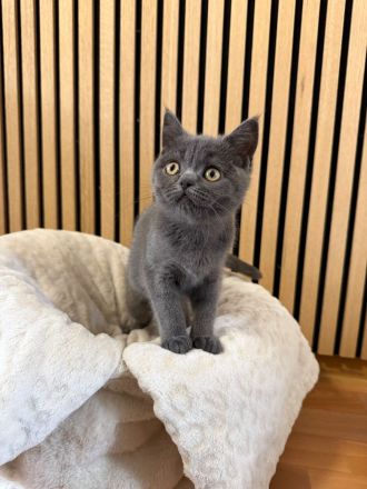 BKH Mädchen sucht ihr für immer Zuhause
