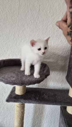 Kitten abgabebereit