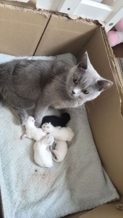 Kitten abgabebereit