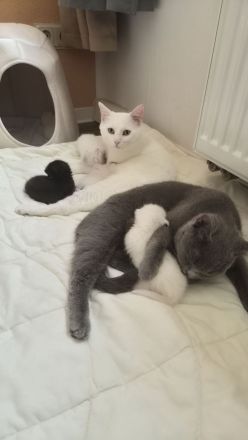 Kitten abgabebereit