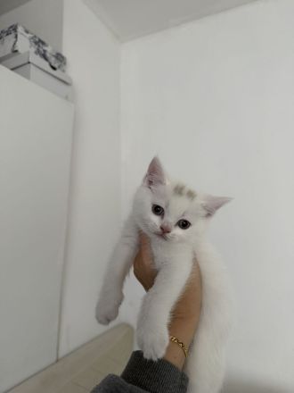 BKH Bärchen 🐱