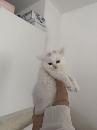 BKH Bärchen 🐱