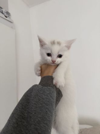 BKH Bärchen 🐱