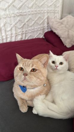 BKH Bärchen 🐱