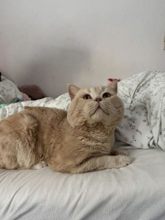 BKH Bärchen 🐱