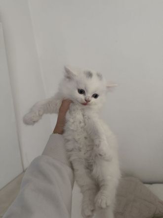 BKH Bärchen 🐱