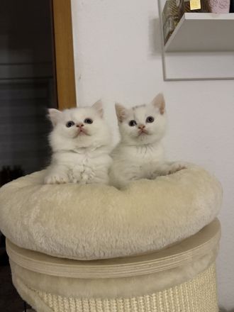 BKH Bärchen 🐱