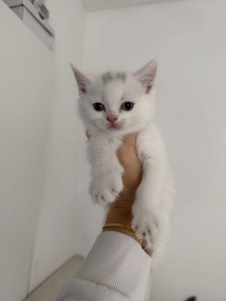 BKH Bärchen 🐱