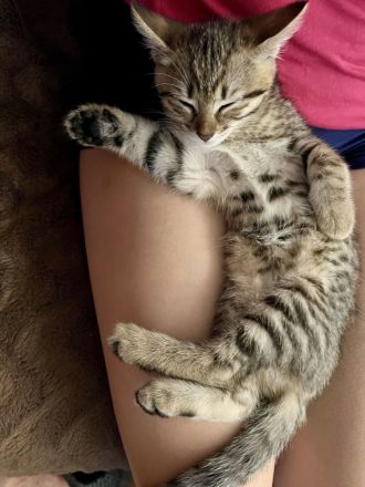Katzenbabys