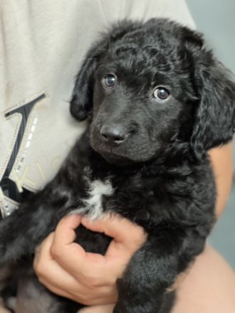 Kroatischer Schäferhund-Welpe sucht liebevolles Zuhause