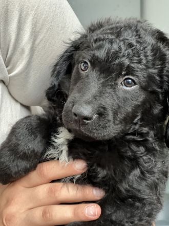 Kroatischer Schäferhund-Welpe sucht liebevolles Zuhause