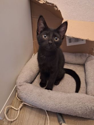 Katzenbabys Schwarz