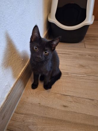 Katzenbabys Schwarz