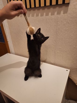 Katzenbabys Schwarz