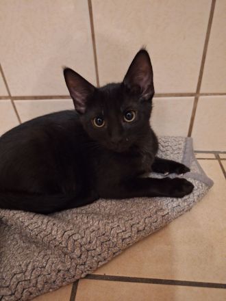 Katzenbabys Schwarz