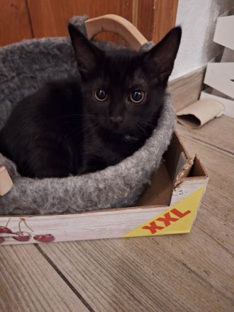 Katzenbabys Schwarz