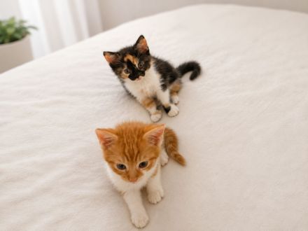 Katzen