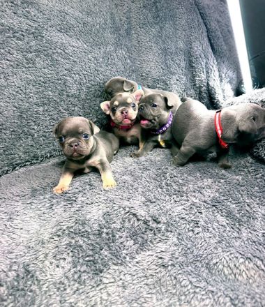 Französische bulldoggen Welpen