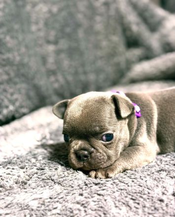 Französische bulldoggen Welpen