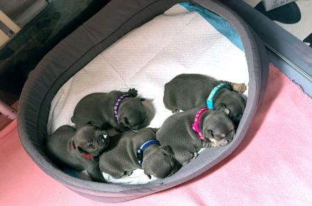 Französische bulldoggen Welpen