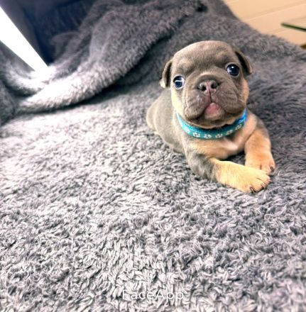 Französische bulldoggen Welpen