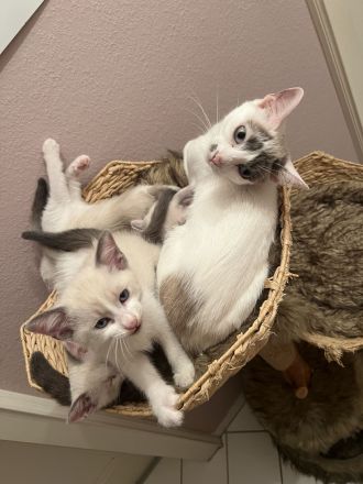 Siam Kitten abgabebereit
