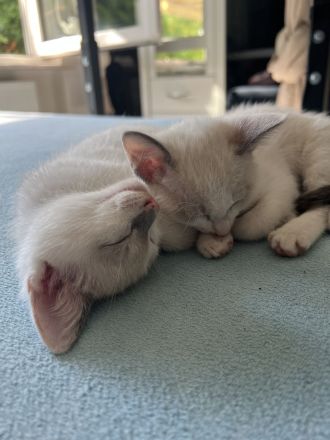Siam Kitten abgabebereit