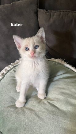 Siam Kitten