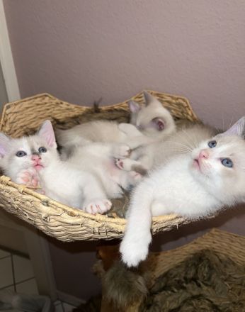 Siam Kitten