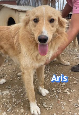 Aris, 06/24 - wunderschöner Junghund sucht Familie